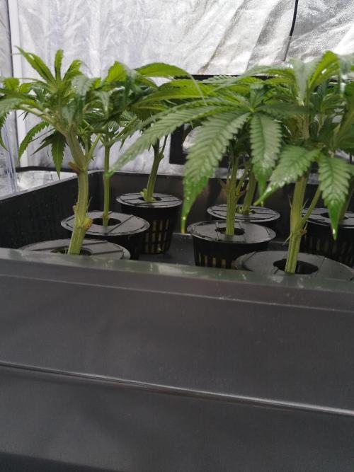 Candy Kush @ Nirvana Seeds. Week 6 - Cuts Day 7