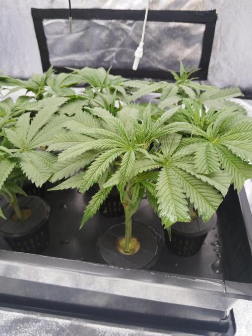 Candy Kush @ Nirvana Seeds. Week 6 - Cuts Day 7