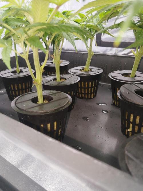 Candy Kush @ Nirvana Seeds. Week 6 - Cuts Day 7