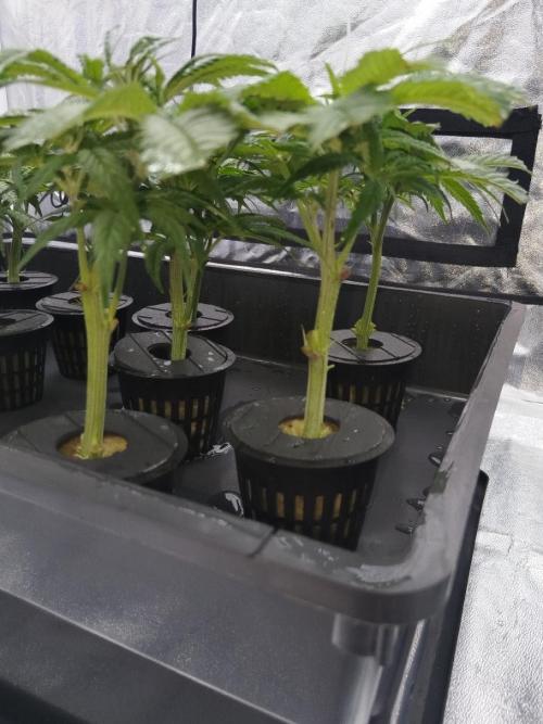 Candy Kush @ Nirvana Seeds. Week 6 - Cuts Day 7