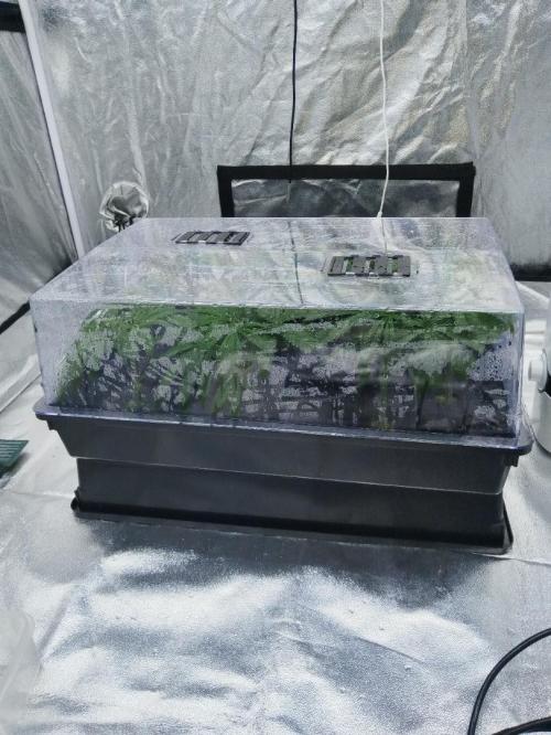 Candy Kush @ Nirvana Seeds. Week 6 - Cuts Day 7