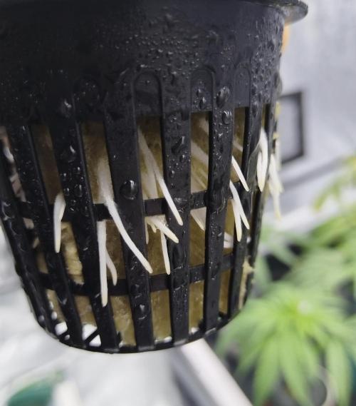 Candy Kush @ Nirvana Seeds. Week 6 - Cuts Day 8