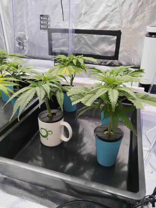 Candy Kush @ Nirvana Seeds. Week 6 - Cuts Day 9