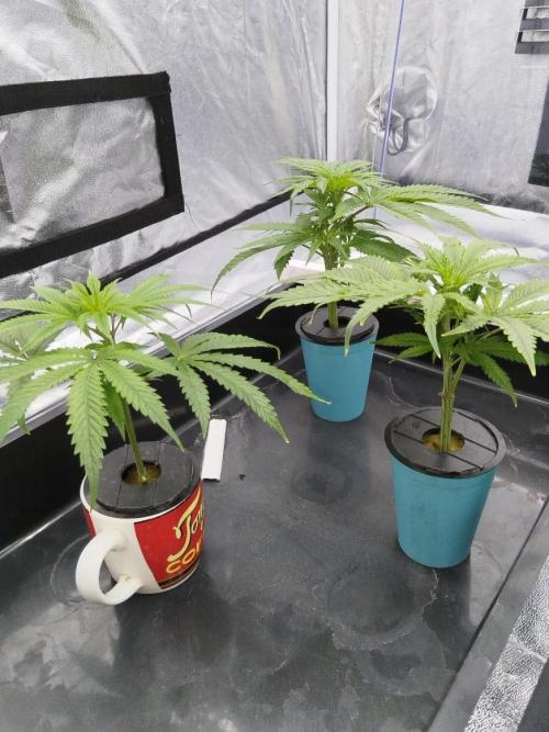 Candy Kush @ Nirvana Seeds. Week 6 - Cuts Day 9