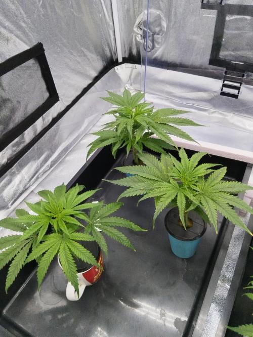 Candy Kush @ Nirvana Seeds. Week 6 - Cuts Day 9