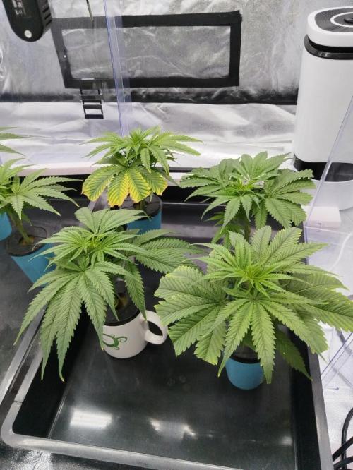 Candy Kush @ Nirvana Seeds. Week 6 - Cuts Day 9
