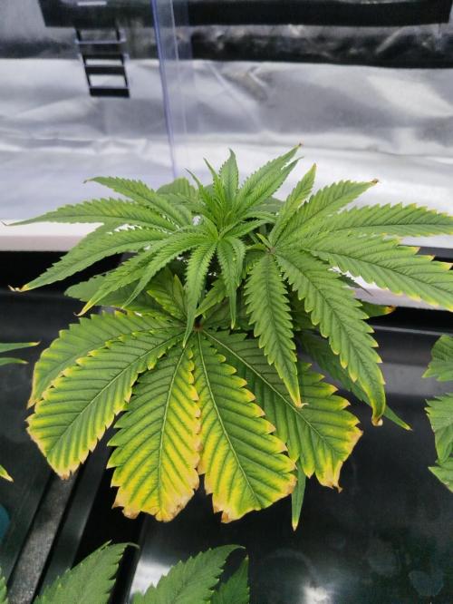 Candy Kush @ Nirvana Seeds. Week 6 - Cuts Day 9