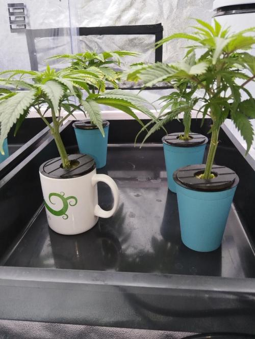 Candy Kush @ Nirvana Seeds. Week 6 - Cuts Day 9