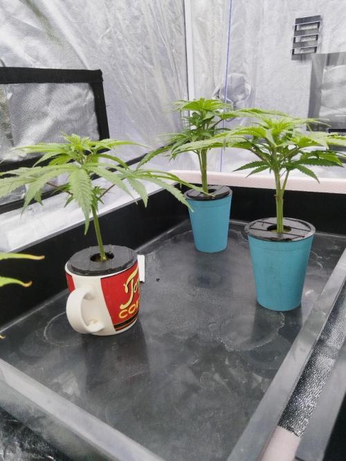 Candy Kush @ Nirvana Seeds. Week 6 - Cuts Day 9