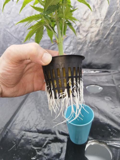 Candy Kush @ Nirvana Seeds. Week 6 - Cuts Day 13