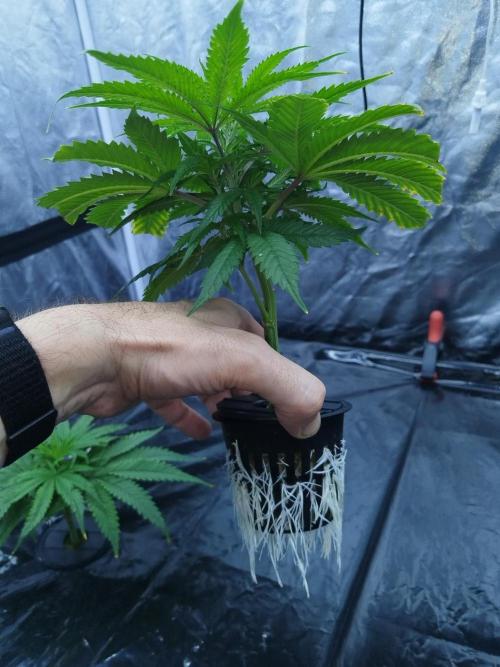 Candy Kush @ Nirvana Seeds. Week 6 - Cuts Day 13