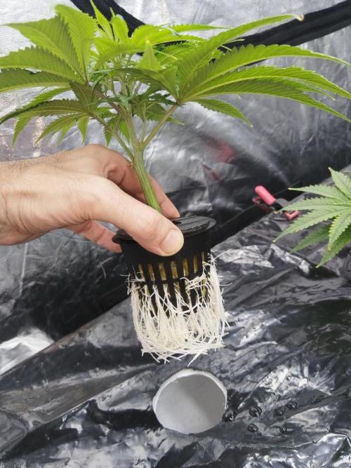 Candy Kush @ Nirvana Seeds. Week 6 - Cuts Day 13