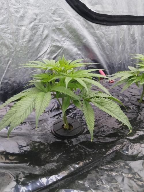 Candy Kush @ Nirvana Seeds. Week 7 - Cuts Day 14