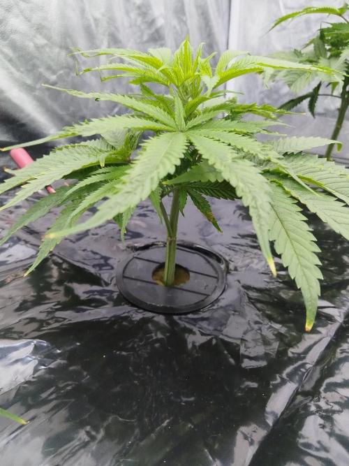 Candy Kush @ Nirvana Seeds. Week 7 - Cuts Day 14