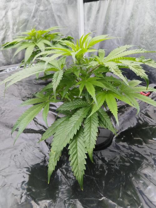 Candy Kush @ Nirvana Seeds. Week 7 - Cuts Day 14