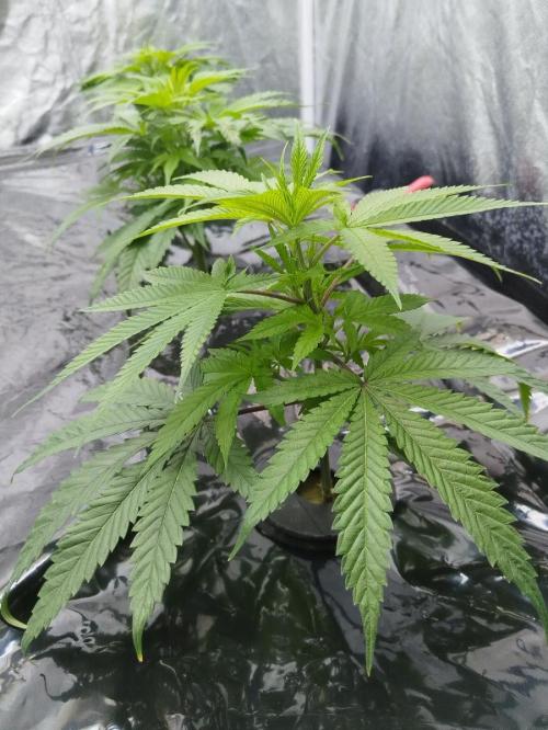 Candy Kush @ Nirvana Seeds. Week 7 - Cuts Day 14