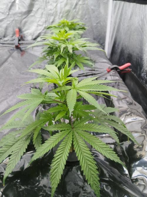 Candy Kush @ Nirvana Seeds. Week 7 - Cuts Day 14