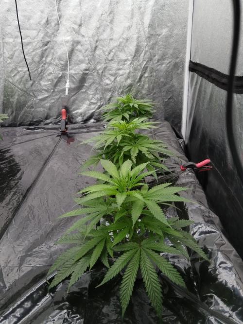 Candy Kush @ Nirvana Seeds. Week 7 - Cuts Day 15