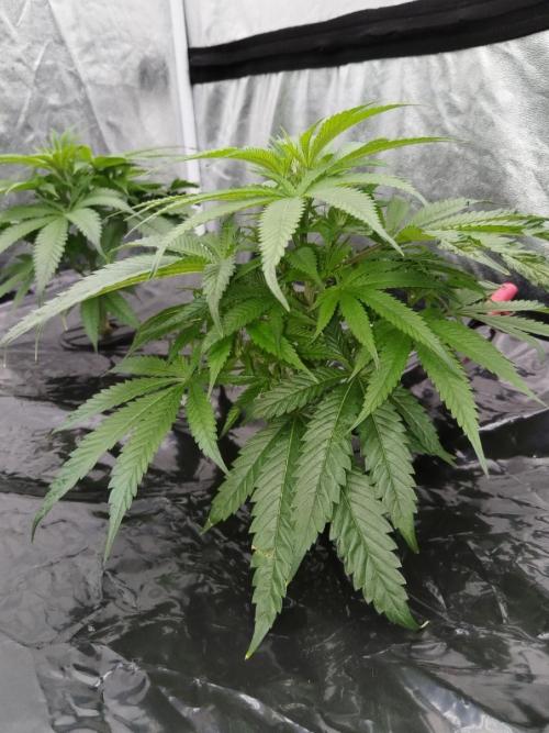 Candy Kush @ Nirvana Seeds. Week 7 - Cuts Day 15