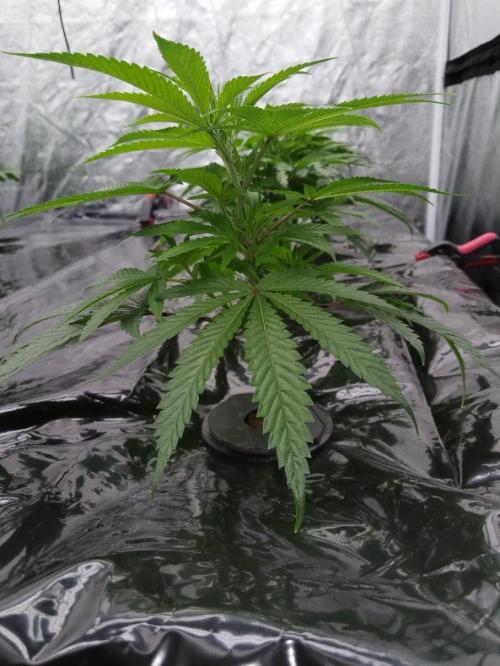 Candy Kush @ Nirvana Seeds. Week 7 - Cuts Day 15