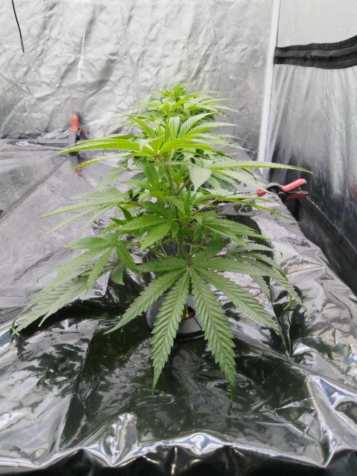 Candy Kush @ Nirvana Seeds. Week 7 - Cuts Day 16