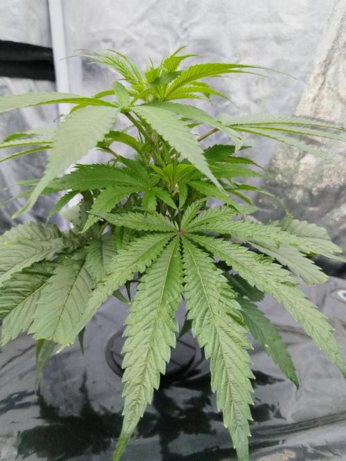 Candy Kush @ Nirvana Seeds. Week 7 - Cuts Day 16