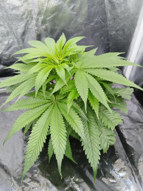 Candy Kush @ Nirvana Seeds. Week 7 - Cuts Day 16