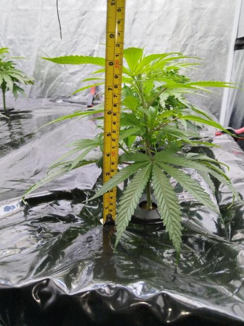 Candy Kush @ Nirvana Seeds. Week 7 - Cuts Day 16