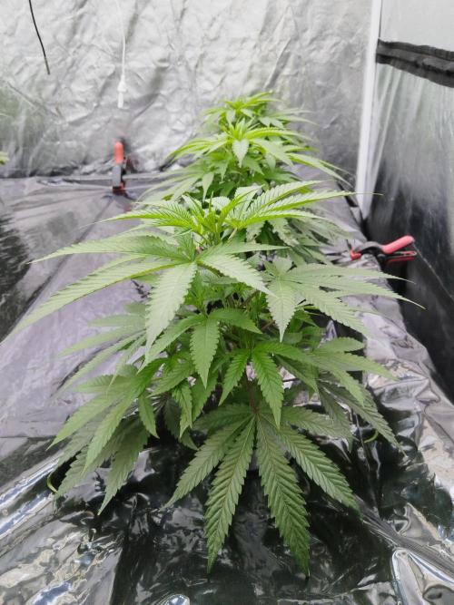 Candy Kush @ Nirvana Seeds. Week 7 - Cuts Day 17