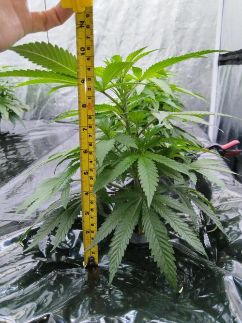 Candy Kush @ Nirvana Seeds. Week 7 - Cuts Day 18