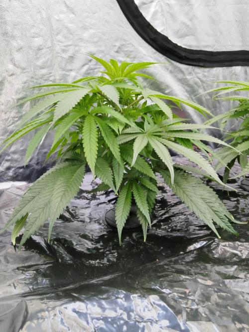 Candy Kush @ Nirvana Seeds. Week 7 - Cuts Day 18