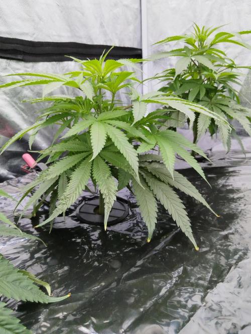 Candy Kush @ Nirvana Seeds. Week 7 - Cuts Day 18