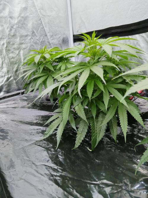 Candy Kush @ Nirvana Seeds. Week 7 - Cuts Day 18