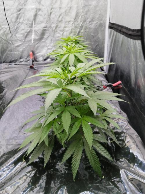 Candy Kush @ Nirvana Seeds. Week 7 - Cuts Day 18