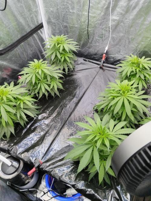 Candy Kush @ Nirvana Seeds. Week 7 - Cuts Day 19