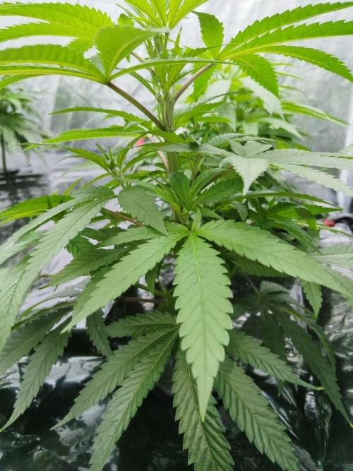 Candy Kush @ Nirvana Seeds. Week 7 - Cuts Day 19