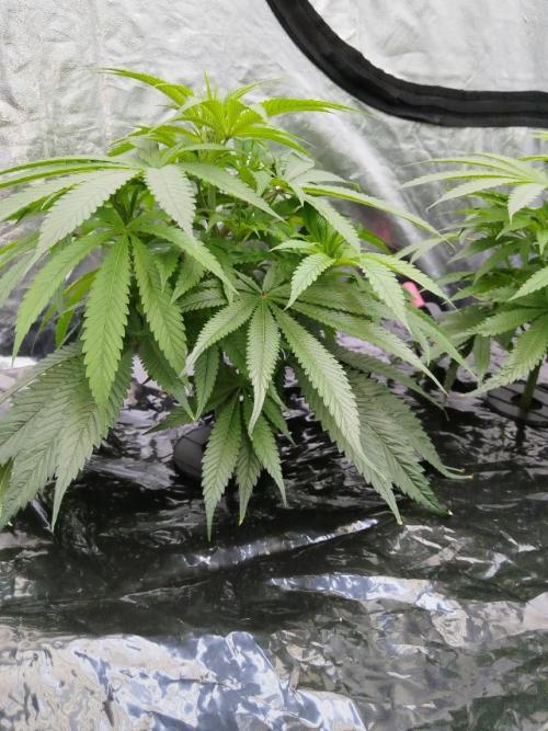 Candy Kush @ Nirvana Seeds. Week 7 - Cuts Day 19