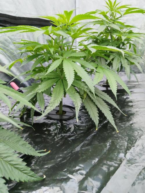 Candy Kush @ Nirvana Seeds. Week 7 - Cuts Day 19