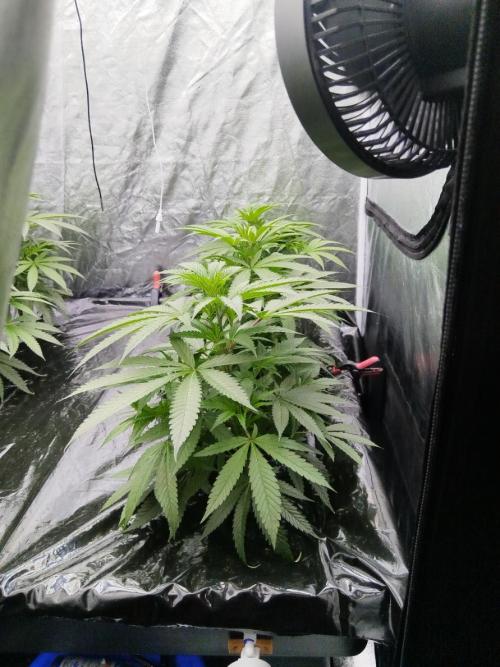 Candy Kush @ Nirvana Seeds. Week 7 - Cuts Day 20