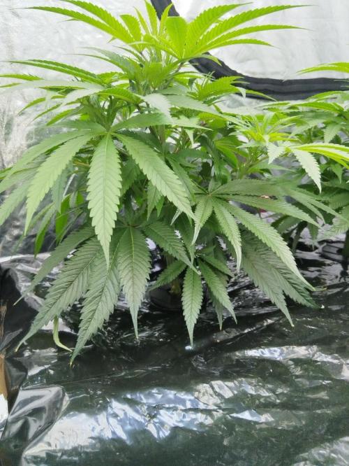 Candy Kush @ Nirvana Seeds. Week 7 - Cuts Day 20