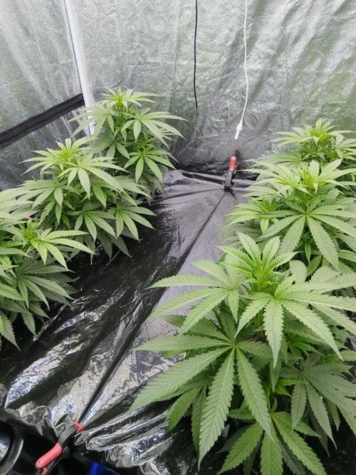 Candy Kush @ Nirvana Seeds. Week 7 - Cuts Day 20