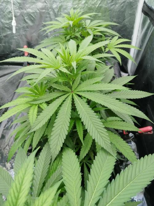 Candy Kush @ Nirvana Seeds. Week 7 - Cuts Day 20