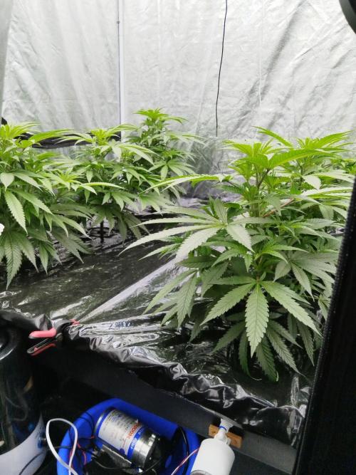 Candy Kush @ Nirvana Seeds. Week 8 - Cuts Day 21