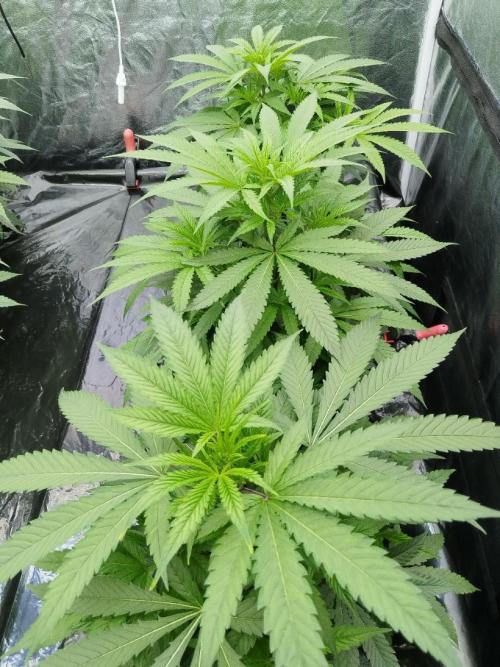 Candy Kush @ Nirvana Seeds. Week 8 - Cuts Day 21