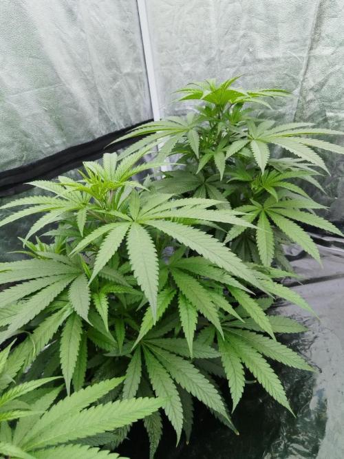 Candy Kush @ Nirvana Seeds. Week 8 - Cuts Day 21