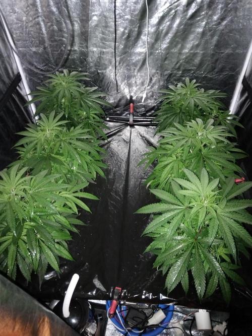 Candy Kush @ Nirvana Seeds. Week 8 - Cuts Day 21
Foliar Feed