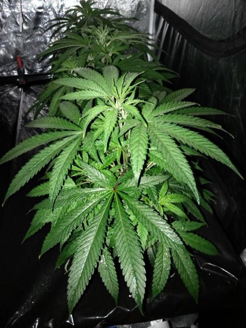 Candy Kush @ Nirvana Seeds. Week 8 - Cuts Day 21
Foliar Feed