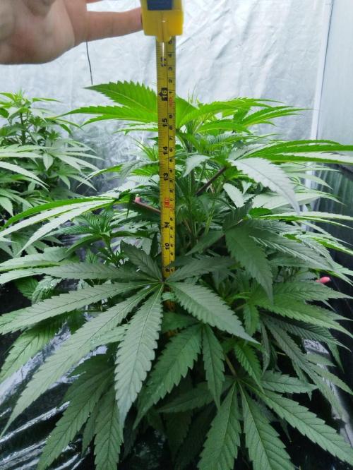 Candy Kush @ Nirvana Seeds. Week 8 - Cuts Day 23