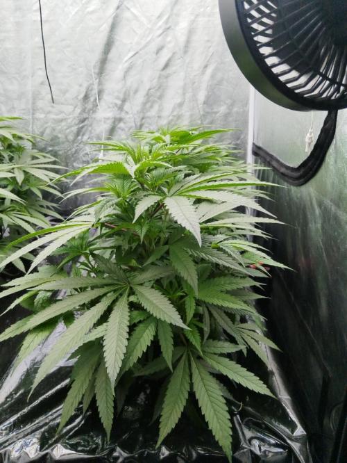 Candy Kush @ Nirvana Seeds. Week 8 - Cuts Day 23