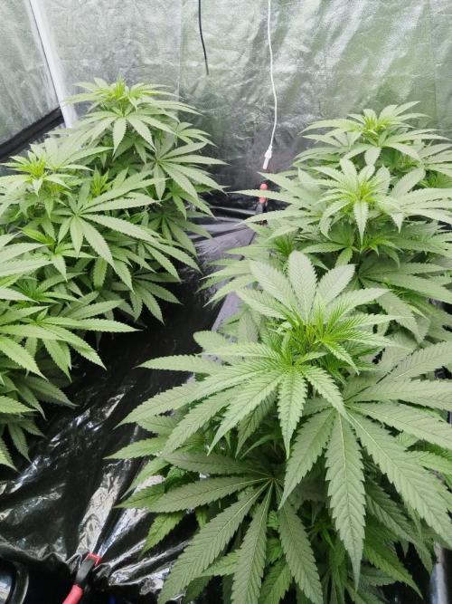 Candy Kush @ Nirvana Seeds. Week 8 - Cuts Day 23